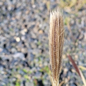 Chloris virgata at Goulburn, NSW - 15 May 2023