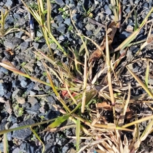 Chloris virgata at Goulburn, NSW - 15 May 2023 01:15 PM