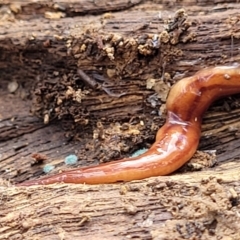 Anzoplana trilineata at Bungonia, NSW - 15 May 2023