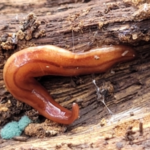 Anzoplana trilineata at Bungonia, NSW - 15 May 2023