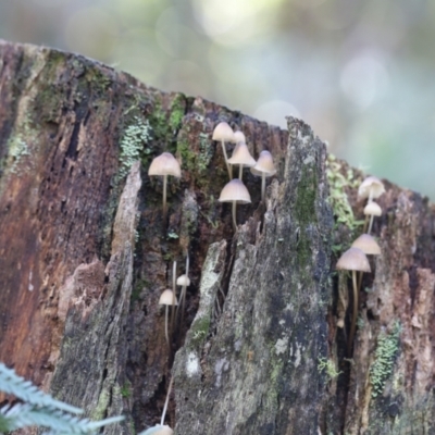 Mycena sp. (Mycena) at Tidbinbilla Nature Reserve - 12 May 2023 by cherylhodges