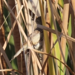 Acrocephalus australis at Isabella Plains, ACT - 14 May 2023 03:01 PM