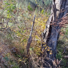 Crataegus monogyna at Watson, ACT - 15 May 2023