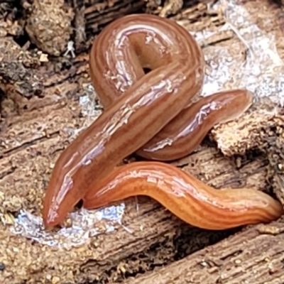 Fletchamia quinquelineata (Five-striped flatworm) at Bungonia, NSW - 15 May 2023 by trevorpreston