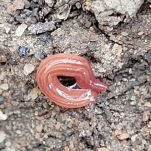 Fletchamia quinquelineata at Bungonia, NSW - 15 May 2023