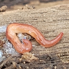 Fletchamia quinquelineata at Bungonia, NSW - 15 May 2023 12:30 PM