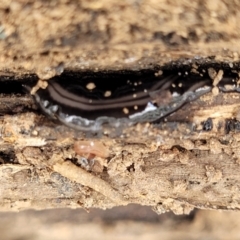 Parakontikia ventrolineata (Stripe-bellied flatworm) at Bungonia State Conservation Area - 15 May 2023 by trevorpreston