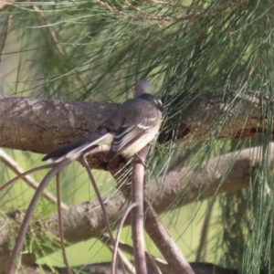 Rhipidura albiscapa at Isabella Plains, ACT - 14 May 2023