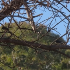 Rhipidura albiscapa at Isabella Plains, ACT - 14 May 2023