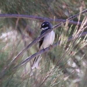 Rhipidura albiscapa at Isabella Plains, ACT - 14 May 2023 03:32 PM