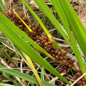 Lomandra longifolia at Bungonia, NSW - 15 May 2023