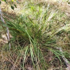 Lomandra longifolia at Bungonia, NSW - 15 May 2023 12:28 PM