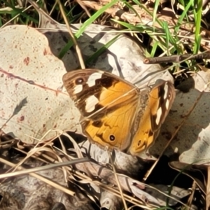 Heteronympha merope at Bungonia, NSW - 15 May 2023