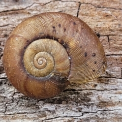 Austrorhytida capillacea (Common Southern Carnivorous Snail) at Bungonia, NSW - 15 May 2023 by trevorpreston