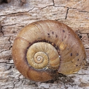 Austrorhytida capillacea at Bungonia, NSW - 15 May 2023