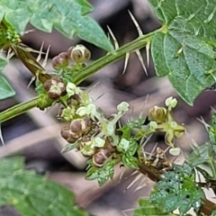 Urtica incisa (Stinging Nettle) at Bungonia National Park - 15 May 2023 by trevorpreston