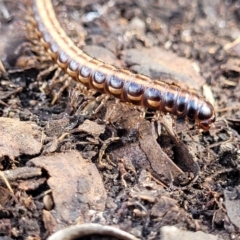 Paradoxosomatidae sp. (family) (Millipede) at Bungonia National Park - 15 May 2023 by trevorpreston