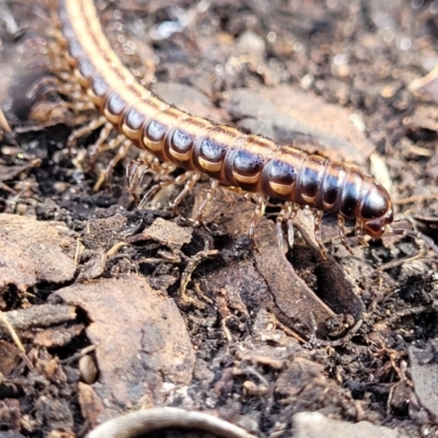 Paradoxosomatidae sp. (family) (Millipede) at Goulburn Mulwaree Council - 15 May 2023 by trevorpreston