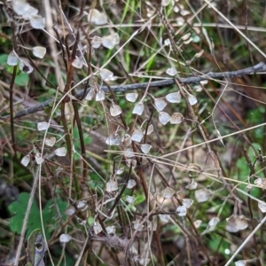 Scutellaria humilis at Gundaroo, NSW - 15 May 2023 03:24 PM