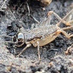 Lepidogryllus sp. (genus) (A cricket) at Bungonia National Park - 15 May 2023 by trevorpreston