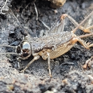 Lepidogryllus sp. (genus) at Bungonia, NSW - 15 May 2023