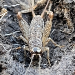 Lepidogryllus sp. (genus) at Bungonia, NSW - 15 May 2023