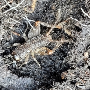 Lepidogryllus sp. (genus) at Bungonia, NSW - 15 May 2023