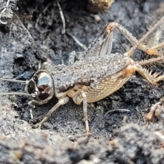 Lepidogryllus sp. (genus) at Bungonia, NSW - 15 May 2023