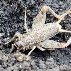 Lepidogryllus sp. (genus) (A cricket) at Bungonia National Park - 15 May 2023 by trevorpreston