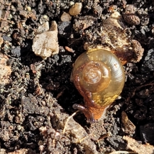 Sheaia glenrockensis at Bungonia, NSW - 15 May 2023