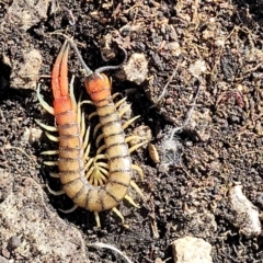 Cormocephalus aurantiipes (Orange-legged Centipede) at Bungonia, NSW - 15 May 2023 by trevorpreston