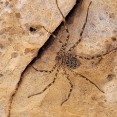 Megadolomedes australianus (Giant water spider) at Bungonia, NSW - 15 May 2023 by trevorpreston