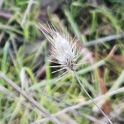 Cynosurus echinatus (Rough Dog's Tail Grass) at Weetangera, ACT - 14 May 2023 by sangio7