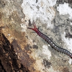 Scolopendra sp. (genus) at Bungonia, NSW - 15 May 2023