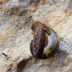 Brevisentis atratus at Bungonia, NSW - 15 May 2023