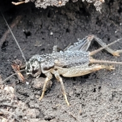 Lepidogryllus sp. (genus) (A cricket) at Bungonia, NSW - 15 May 2023 by trevorpreston