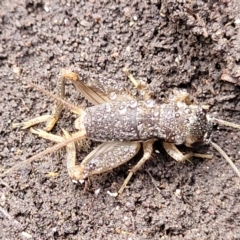 Lepidogryllus sp. (genus) at Bungonia, NSW - 15 May 2023