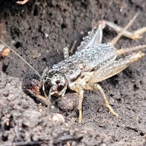 Lepidogryllus sp. (genus) at Bungonia, NSW - 15 May 2023