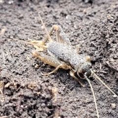 Lepidogryllus sp. (genus) at Bungonia, NSW - 15 May 2023