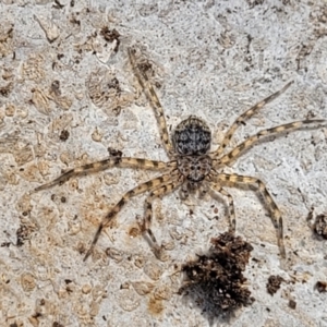 Karaops sp. (genus) at Bungonia, NSW - 15 May 2023 11:59 AM