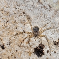 Karaops sp. (genus) at Bungonia, NSW - 15 May 2023 11:59 AM