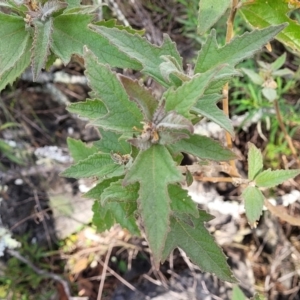 Adriana tomentosa var. tomentosa at Bungonia, NSW - 15 May 2023 11:57 AM