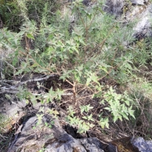 Adriana tomentosa var. tomentosa at Bungonia, NSW - 15 May 2023 11:57 AM