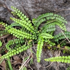 Asplenium trichomanes (Common Spleenwort) - 1 Jan 1900 by trevorpreston