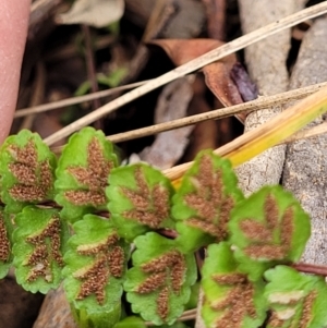 Asplenium trichomanes at Bungonia, NSW - 15 May 2023