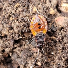 Oechalia schellenbergii (Spined Predatory Shield Bug) at Bungonia, NSW - 15 May 2023 by trevorpreston