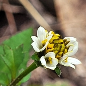 Bidens pilosa at Bungonia, NSW - 15 May 2023