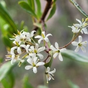 Bursaria spinosa at Bungonia, NSW - 15 May 2023 11:46 AM