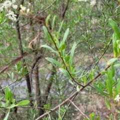 Bursaria spinosa at Bungonia, NSW - 15 May 2023 11:46 AM