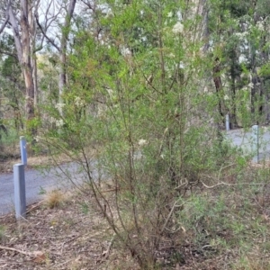 Bursaria spinosa at Bungonia, NSW - 15 May 2023 11:46 AM